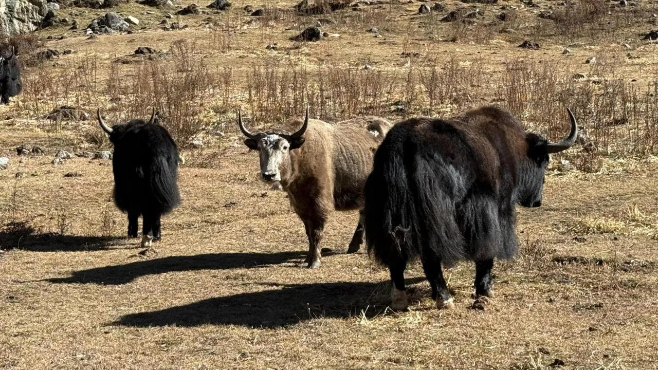Banderes de pregària budistes a l'Himàlaia